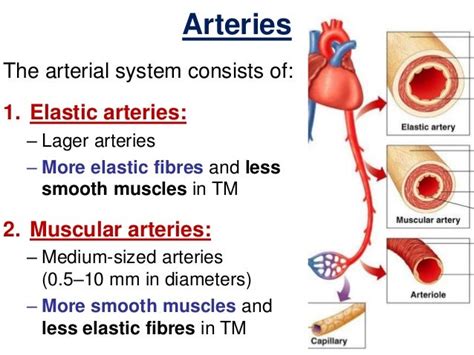 Why Do Arteries Need To Be Thick Muscular And Elastic