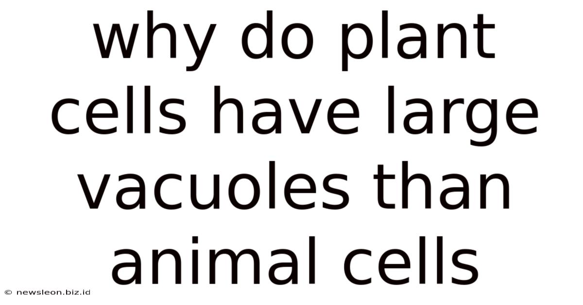 Why Do Plant Cells Have Large Vacuoles Than Animal Cells