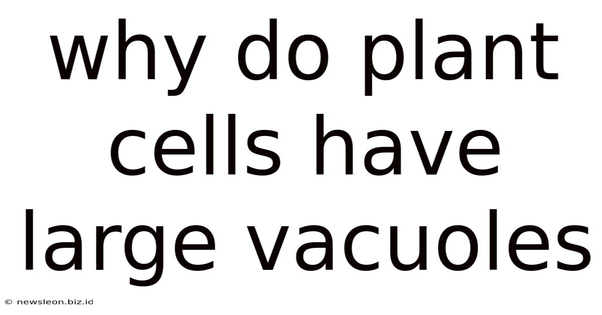 Why Do Plant Cells Have Large Vacuoles
