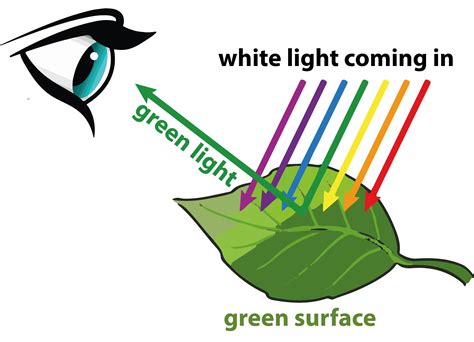 Why Does A Green Leaf Appear Green To Our Eyes