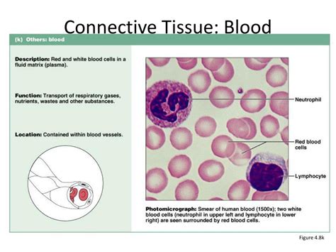 Why Is Blood Regarded As A Connective Tissue