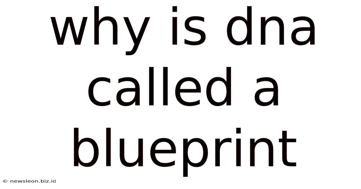 Why Is Dna Called A Blueprint
