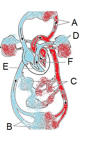 Why Is The Heart Called A Double Pump