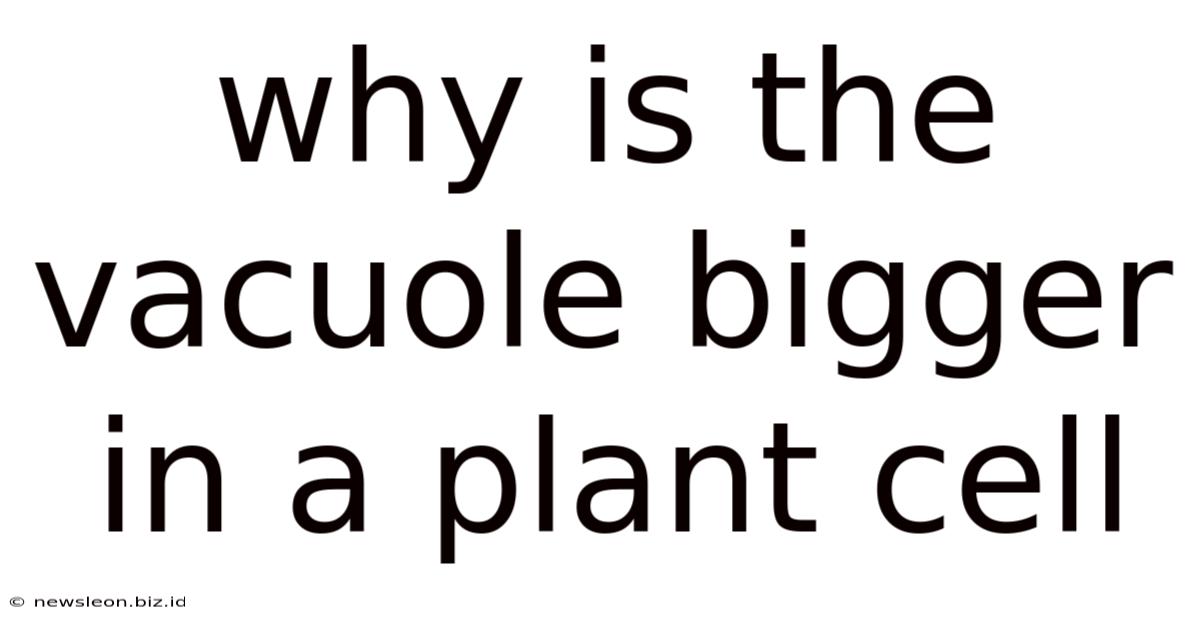 Why Is The Vacuole Bigger In A Plant Cell